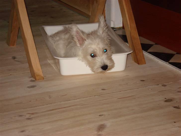 West highland white terrier Rocky billede 4