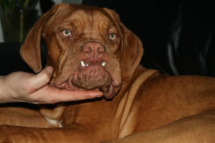 Dogue de bordeaux Chiba R.I.P. - De siger jeg ligner Quark fra Valhalla billede 10