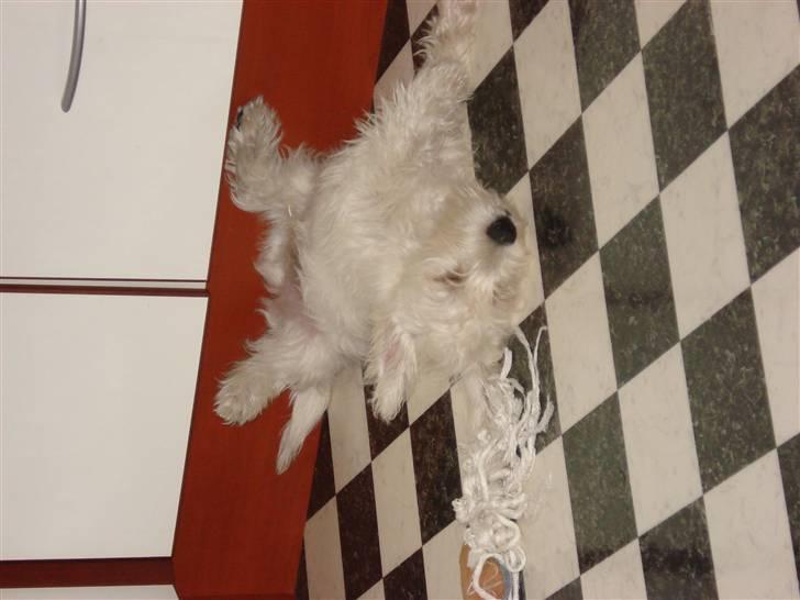 West highland white terrier Rocky billede 5