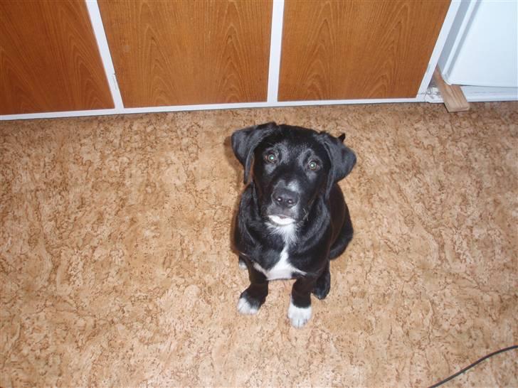 Blanding af racer Balder - Balder 3½ måned billede 6