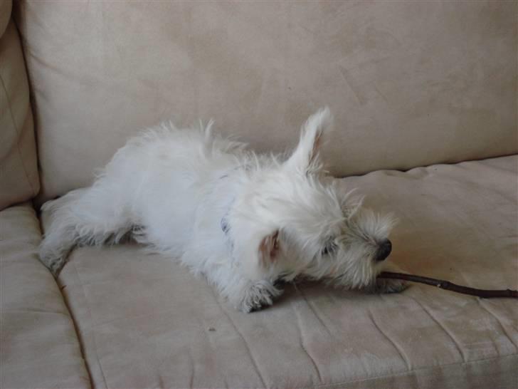 West highland white terrier Rocky billede 6