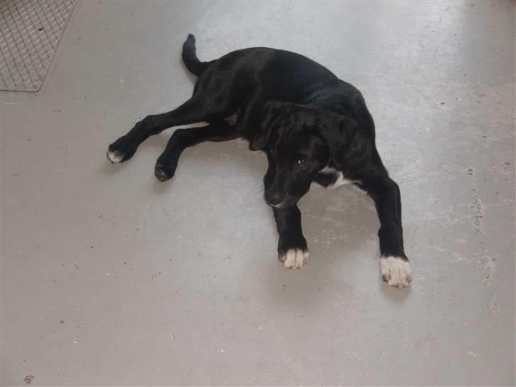 Blanding af racer Balder - Balder 3½ måned billede 7