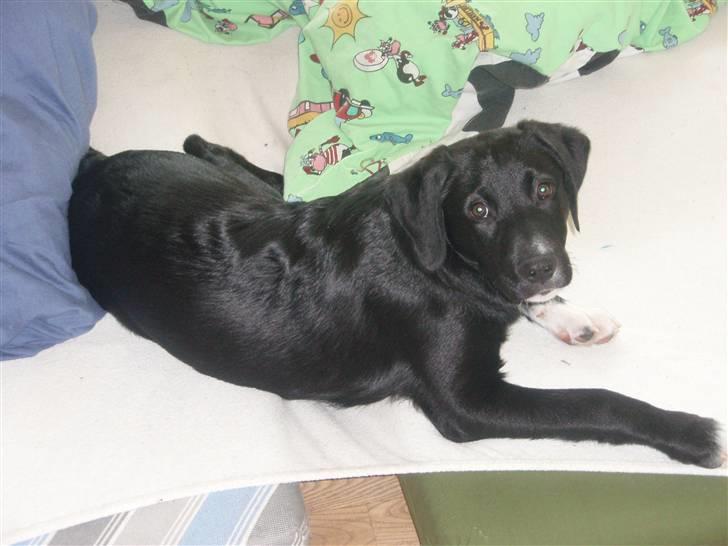 Blanding af racer Balder - Balder har sovet inde i stuen med mor og far på madrasser. Det bedste i verden! billede 8