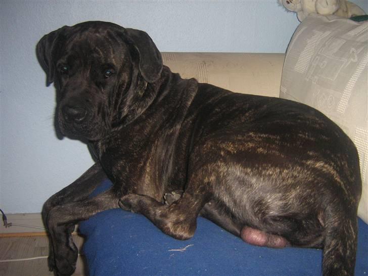 Cane corso Santana - Min ende af sofanen billede 9