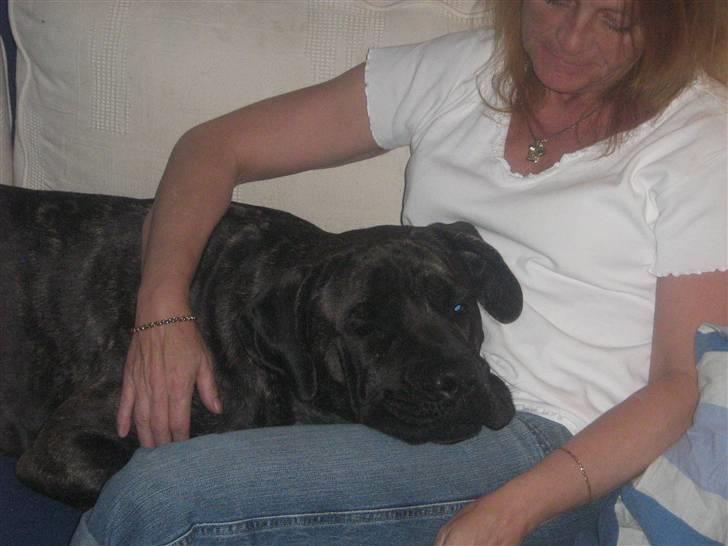 Cane corso Santana - Kun os, ikk mor? billede 10
