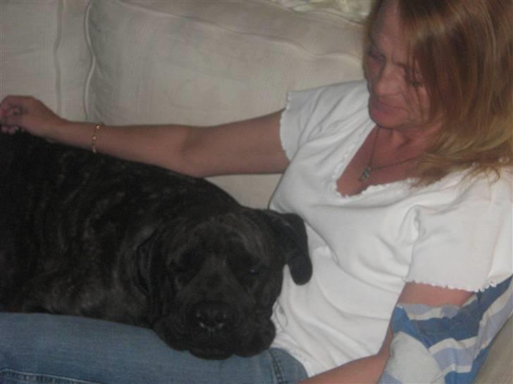 Cane corso Santana billede 11