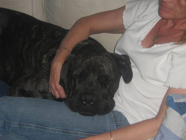 Cane corso Santana billede 12