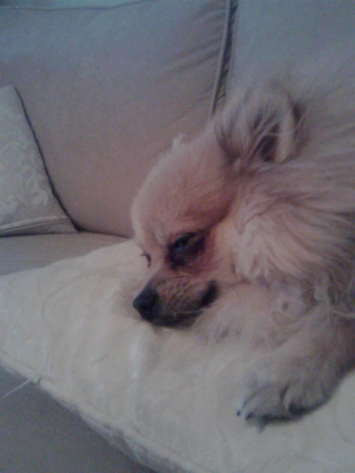 Pomeranian Vesterborgs Armani billede 18