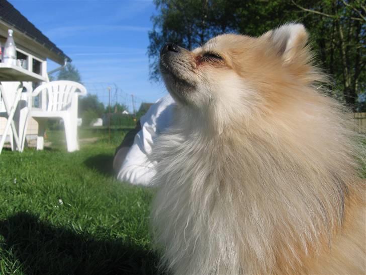 Pomeranian Vesterborgs Armani billede 19