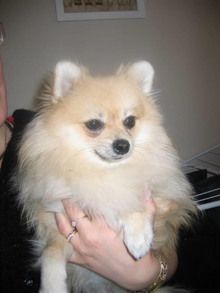 Pomeranian Vesterborgs Armani billede 20