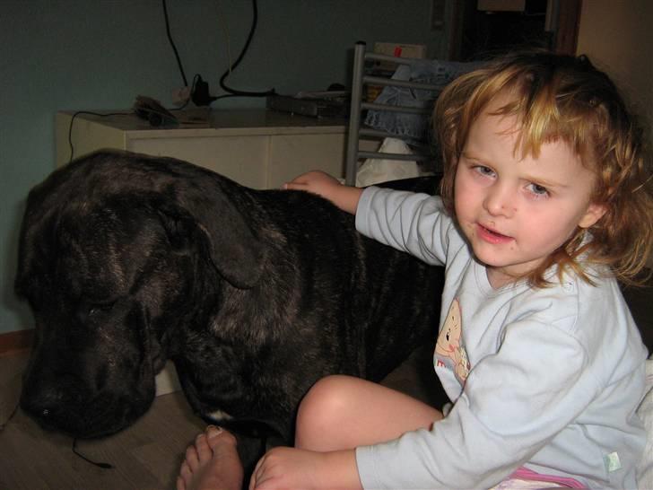 Cane corso Santana - Kammerater billede 13