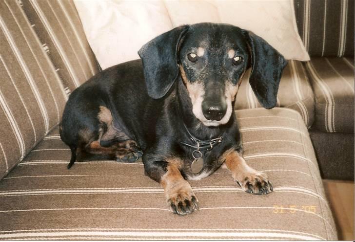 Gravhund Bølle  R.I.P. - Her er jeg i sommerhus billede 15