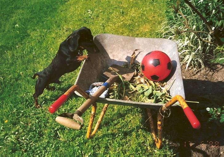 Gravhund Bølle  R.I.P. - Jeg kan ikke nå den... billede 16