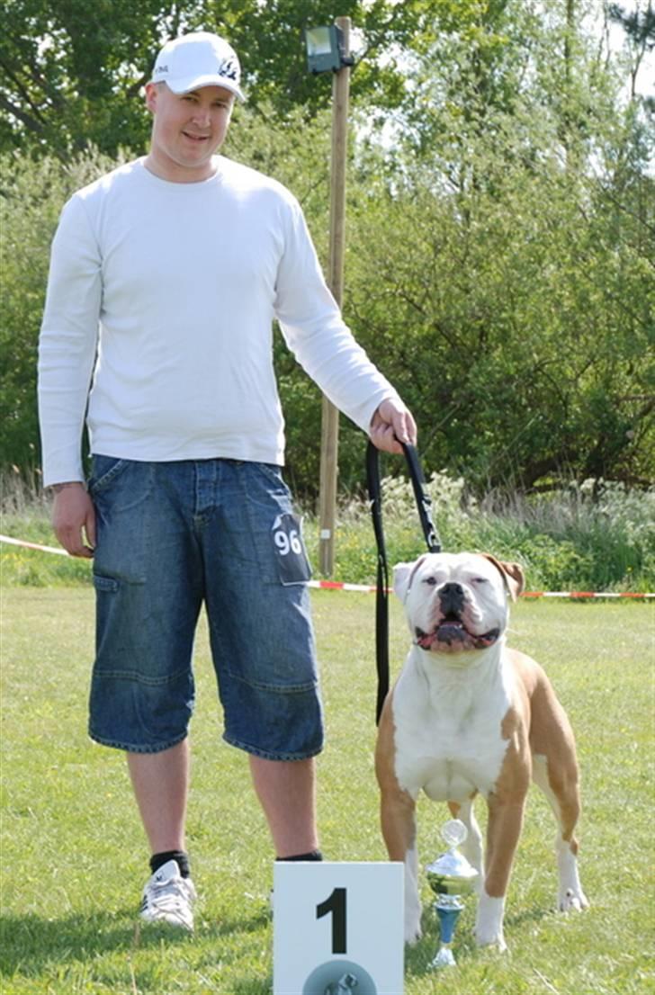 Amerikansk bulldog CH.Matheo"s Storm billede 17