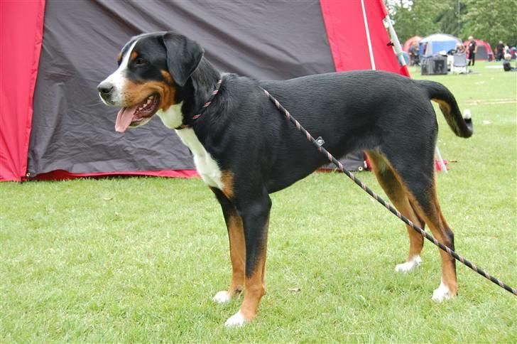 Grosser schweizer sennenhund bonita  billede 6