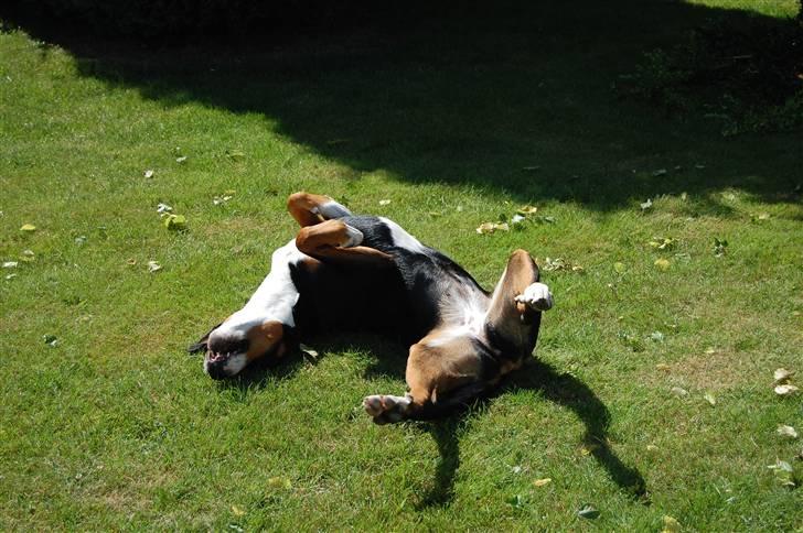 Grosser schweizer sennenhund bonita  billede 7