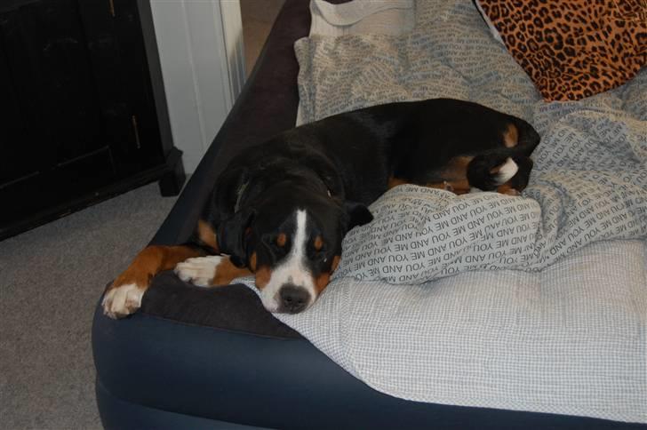 Grosser schweizer sennenhund bonita  billede 8