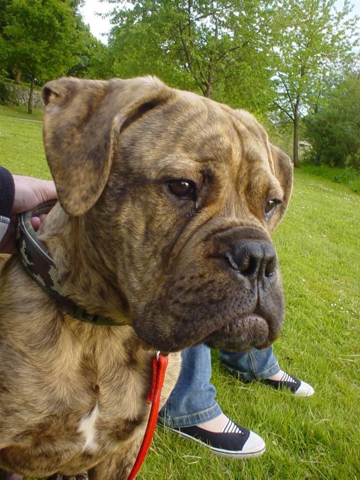 Bullmastiff NEWTON - D 27 maj  billede 14