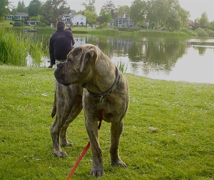 Bullmastiff NEWTON - D 27 maj billede 15