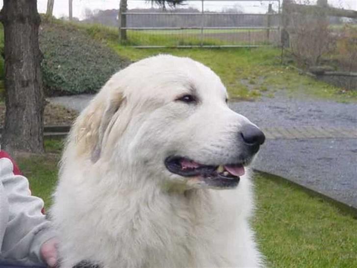 Pyreneerhund Sandybear's Havanna billede 1