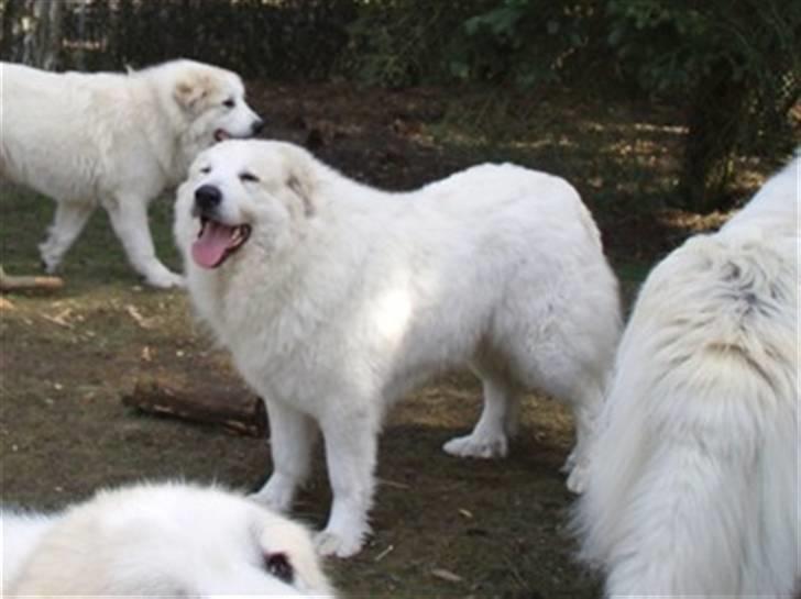 Pyreneerhund Sandybear's Havanna - Havanna på besøg hos et par sine hvalpe billede 2