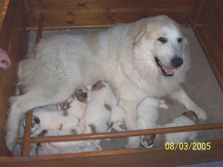 Pyreneerhund Sandybear's Havanna - Da hvalpene var små billede 3