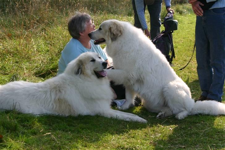 Pyreneerhund Sandybear's Havanna - På skovtur med Esibelle - Havanna siddende billede 4