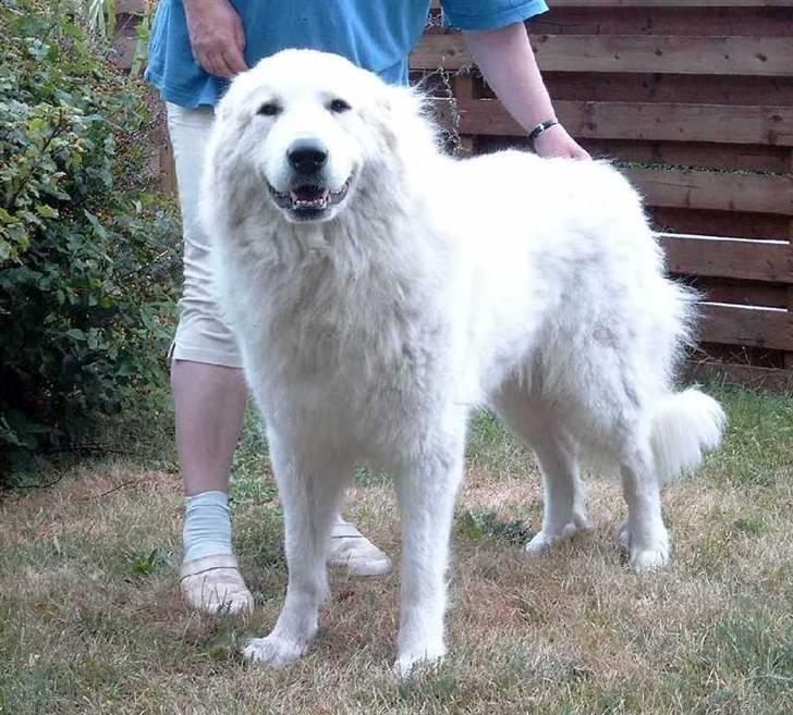 Pyreneerhund Sandybear's Havanna - 2 år gammel billede 5