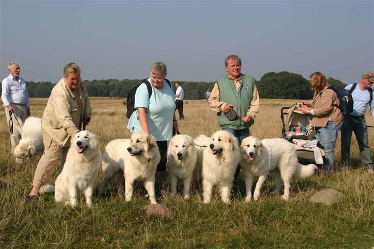 Pyreneerhund Sandybear's Havanna - Havanna med Esibelle og 3 af sine hvalpe - det er Havanna i midten billede 6