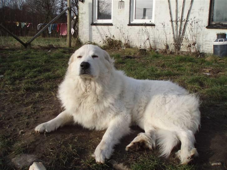 Pyreneerhund Sandybear's Havanna - Afslapning hjemme i haven billede 7