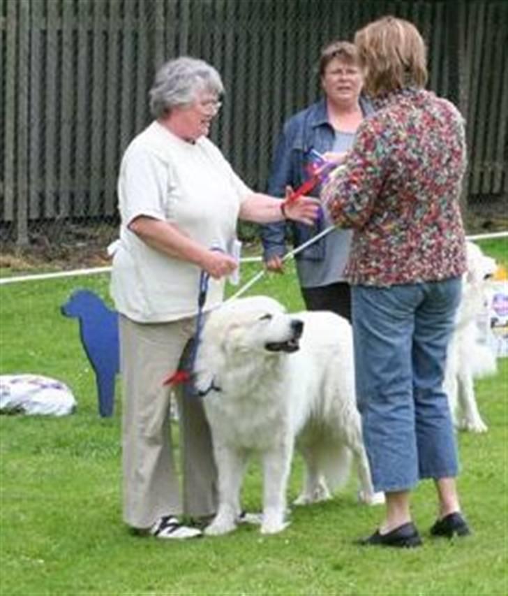 Pyreneerhund Sandybear's Havanna - Havanna vinder ch. klasse på udstilling 2007 billede 8