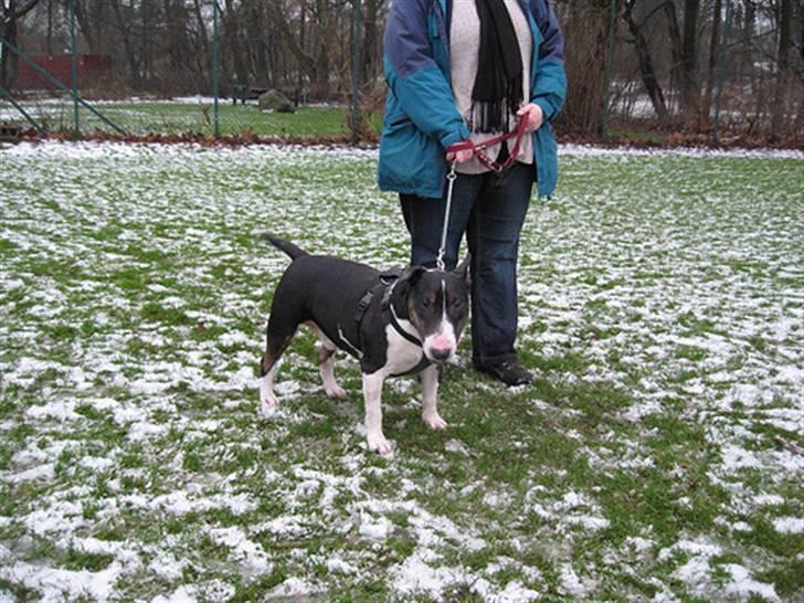 Bullterrier Ulf billede 8