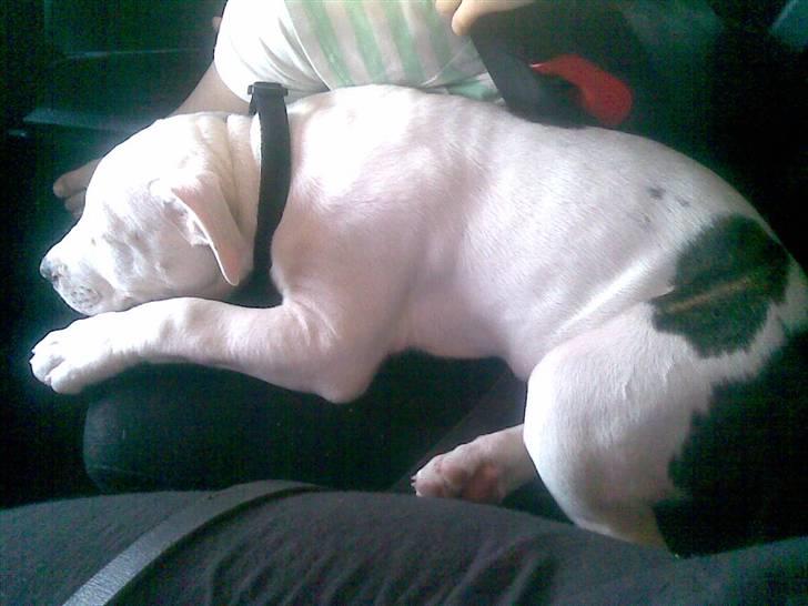 Blanding af racer Emma - Puha, jeg blev træt efter en tur på stranden billede 2