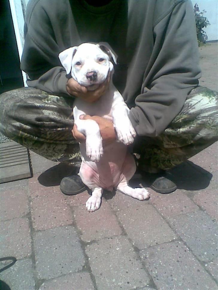 Blanding af racer Emma - Min første dag i min nye familie,- ja jeg smiler billede 3