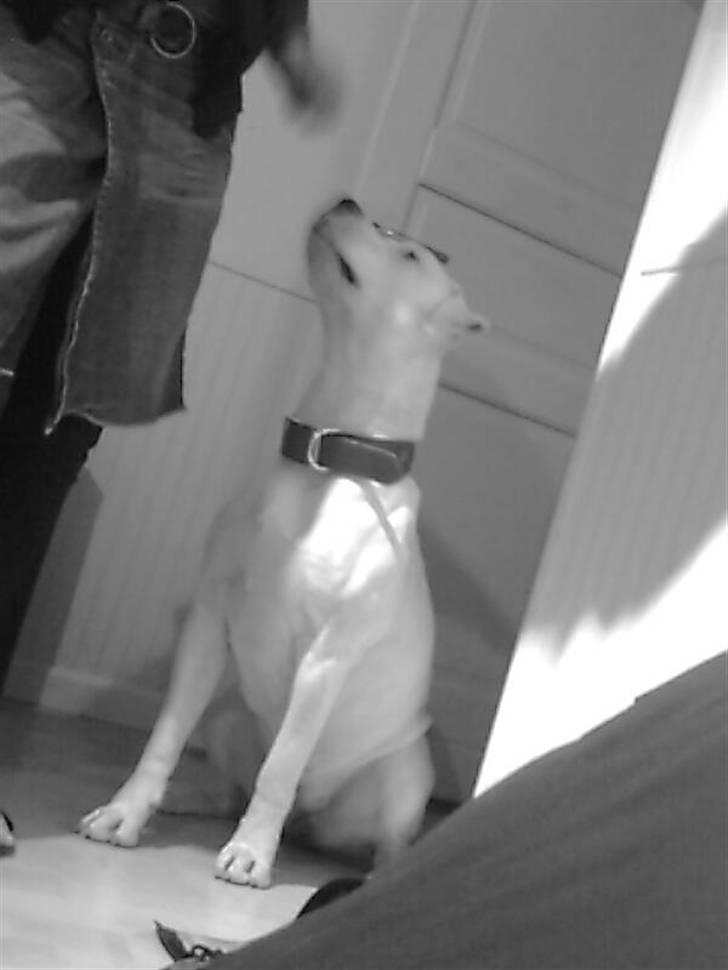 Blanding af racer Emma billede 4