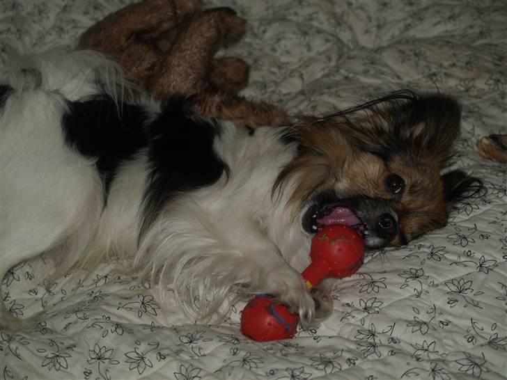 Papillon oliver billede 1