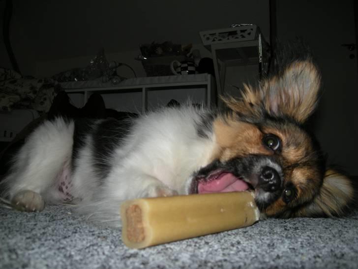 Papillon oliver - oliver spiser ´ben  billede 2