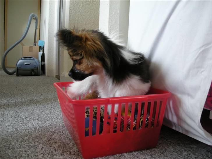 Papillon oliver - han elsker at sidde oppe i kurven med legetøj billede 3