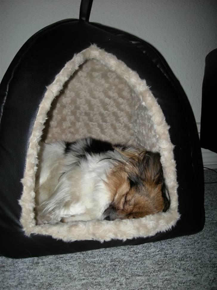 Papillon oliver billede 4