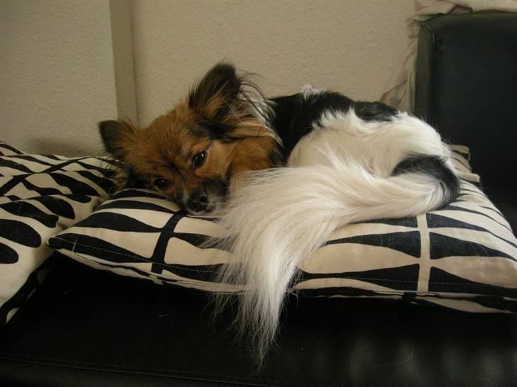 Papillon oliver billede 5