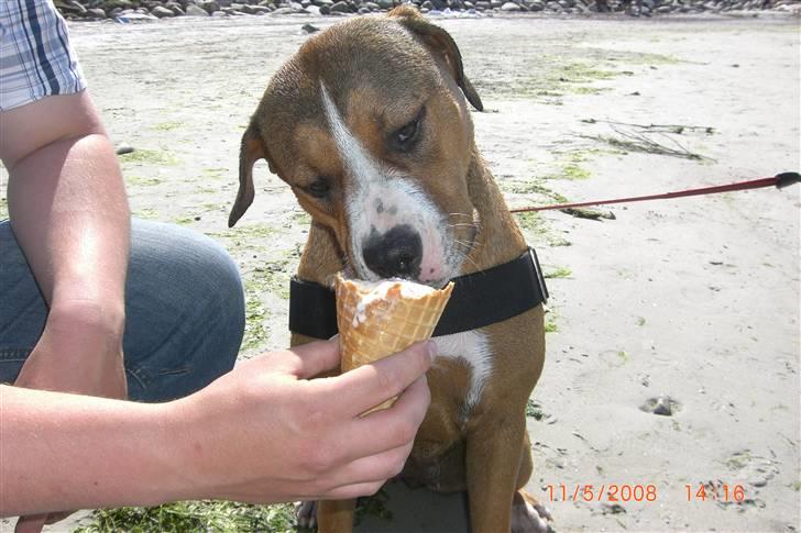 Amerikansk staffordshire terrier Donna  - Når man er på stranden skal man os have is (: billede 8