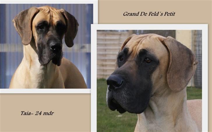 Grand danois Grand de feld´s Petit  billede 1