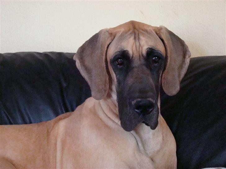 Grand danois Grand de feld´s Petit  billede 2