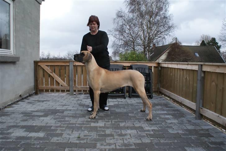 Grand danois Grand de feld´s Petit  billede 3