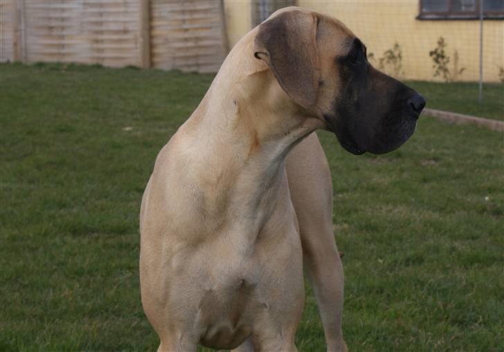 Grand danois Grand de feld´s Petit  billede 4