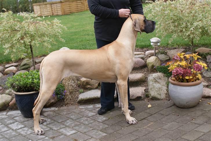 Grand danois Grand de feld´s Petit  billede 5