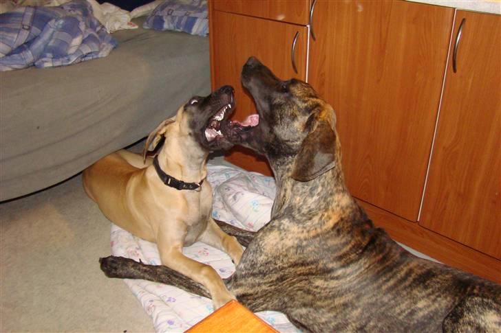 Grand danois Grand de feld´s Petit  billede 6