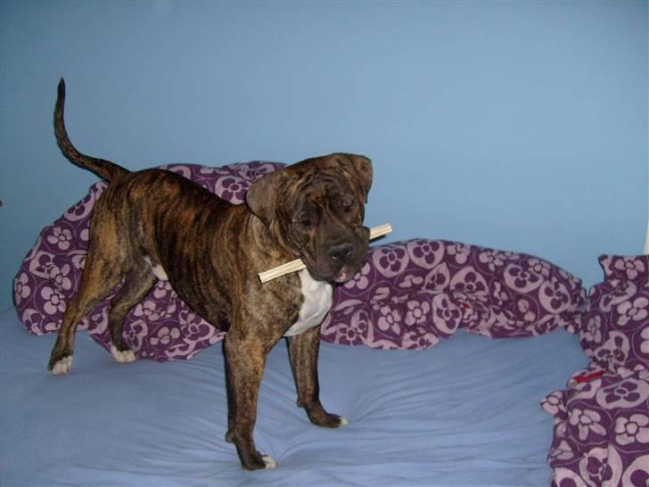 Amerikansk bulldog Topp's Magic Igor RIP - Igor leger i min seng med sit ben. billede 17