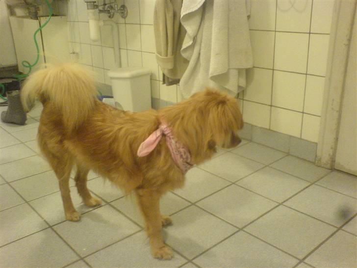 Blanding af racer soffie billede 12