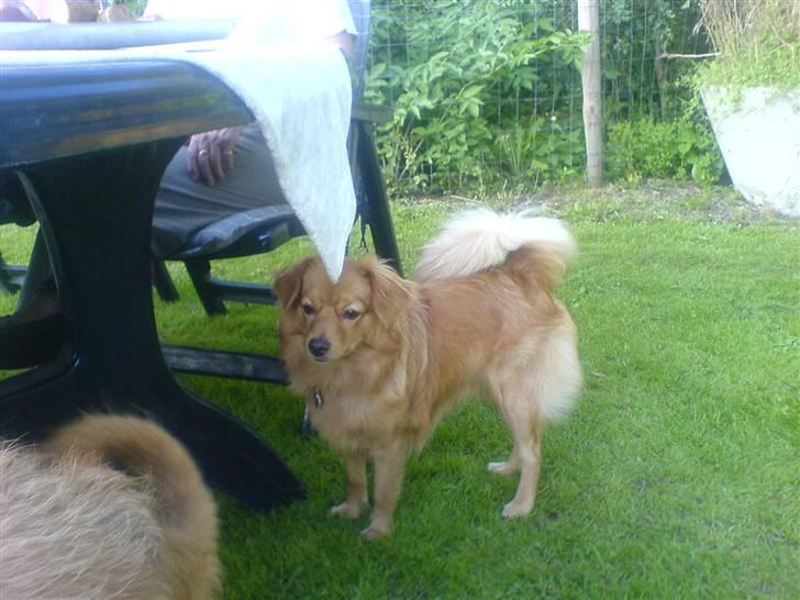 Blanding af racer soffie billede 13